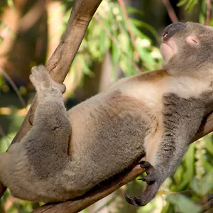  Hostel Backpackers - Note - Valid Passport Required To Check In Australia